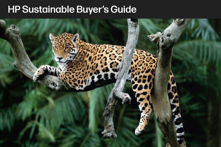 image of a leopard lying on a tree branch