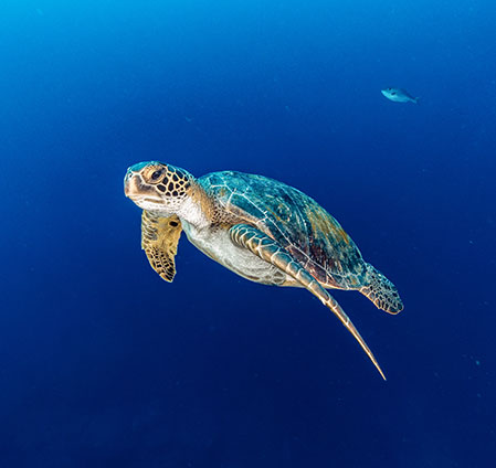 A turtle swims through the clear blue ocean waters.